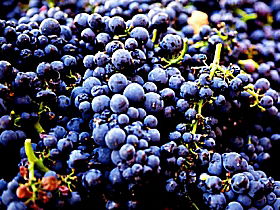 Tolpuddle Vineyard - Accommodation Sydney 0