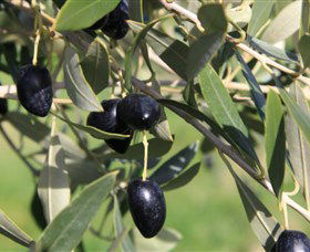 Wymah Organic Olives And Lambs - Sydney 4u 2