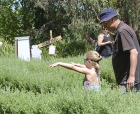 Hedgend Maze And Healesville Laser Sport - Sydney Resort 2