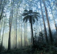 Yarra Ranges National Park - Accommodation Sydney