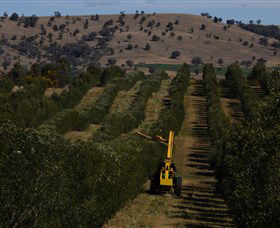 Rylstone Olive Press - Accommodation Sydney 2