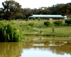 Clearview Alpacas - Sydney Resort 0
