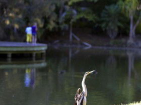 Birdwatching In The South Burnett - Sydney 4u 0