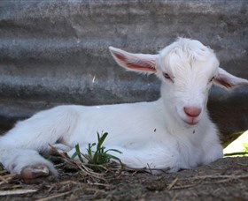 Jannei Artisan Cheese Makers - Accommodation Sydney 1