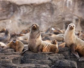 Phillip Island Nature Parks - Accommodation Sydney 1