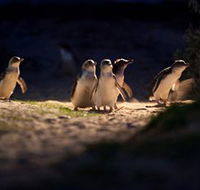Phillip Island Nature Parks - Accommodation Sydney