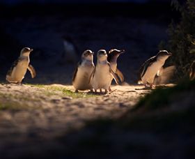 Phillip Island Nature Parks - Accommodation Sydney 0