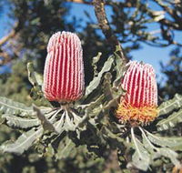 Coorow Wildflower Drive - Sydney Resort