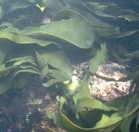 Churchill Island Marine National Park - Accommodation Sydney