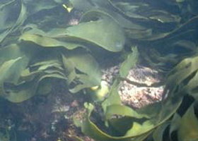 Churchill Island Marine National Park - Sydney Resort 0