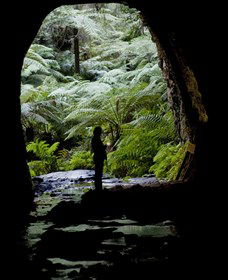 Glow Worm Tunnel - Accommodation Sydney 2