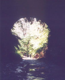 Glow Worm Tunnel - Accommodation Sydney 0