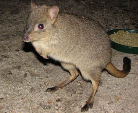 Barna Mia Native Animal Sanctuary - Sydney 4u 1