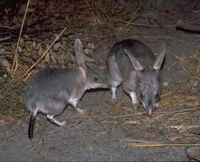 Barna Mia Native Animal Sanctuary - Sydney 4u 2