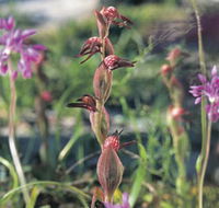 Carnamah-Eneabba Wildflower Drive - Sydney 4u