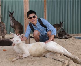 Maru Koala And Animal Park - Sydney 4u 2