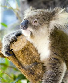 Maru Koala And Animal Park - Sydney 4u 1