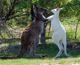 Maru Koala And Animal Park - Sydney 4u 5