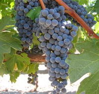 Joshuas Fault Wine - Sydney 4u