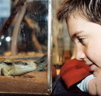 Canberra Reptile Zoo - Accommodation Sydney