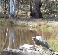 Mulligans Flat - Accommodation Sydney