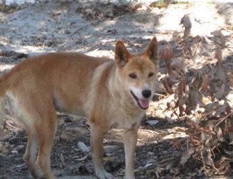 Cohunu Koala Park - Sydney Resort 0