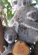 Cohunu Koala Park - Sydney Resort 1