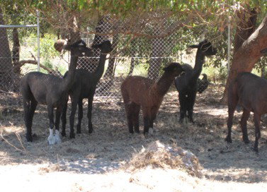 Cohunu Koala Park - Sydney Resort 2