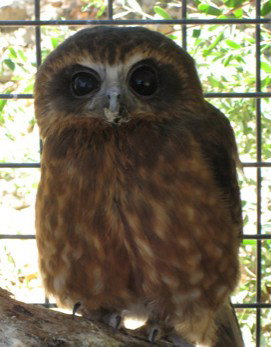 Cohunu Koala Park - Sydney Resort 3