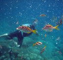 Imagine Cruises - Accommodation Sydney