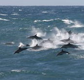 Tamboi Queen Cruises - Accommodation Sydney