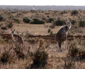 Silver City Tours - Accommodation Sydney 1