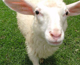 Golden Ridge Animal Farm - Sydney 4u 0