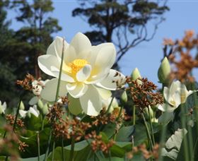 Mt Penang Gardens - Sydney 4u 2