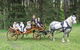Classic Carriage Drives - thumb 0
