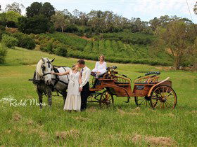 Classic Carriage Drives - Accommodation Sydney 2