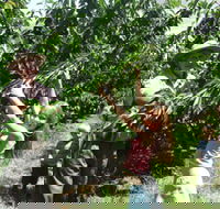 Forest Range Cherries - Accommodation Sydney