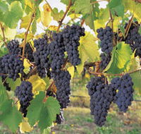 Hills Short Wine and Food Trail - Accommodation Sydney