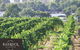 Banrock Station Wine And Wetland Centre - thumb 0