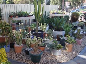 Cactus Creations - Sydney 4u 1