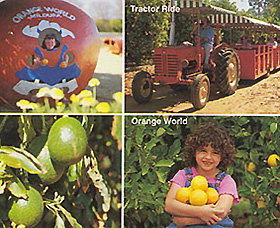 Orange World - Sydney Resort 1