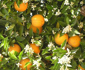 Orange World - Sydney Resort 2