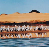 Coorong National Park - Accommodation Sydney