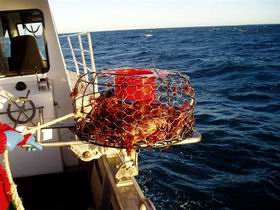 Lacepede Seafood - Accommodation Sydney 1