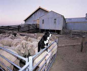 Shear Outback The Australian Shearers Hall Of Fame - Accommodation Sydney 1