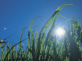 Australian Sugar Industry Museum - Accommodation Sydney 0