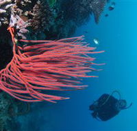 Eddy Reef Dive Site - Sydney 4u