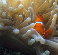 Beaver Reef Dive Site - Sydney 4u