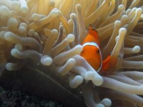 Beaver Reef Dive Site - Sydney 4u 0