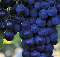 De Bortoli Wines Bilbul - Accommodation Sydney